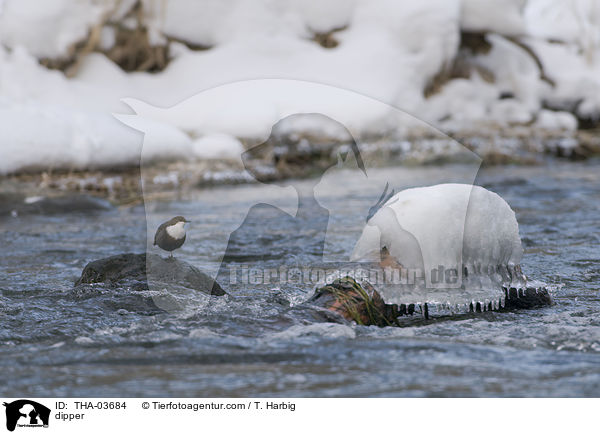 Wasseramsel / dipper / THA-03684