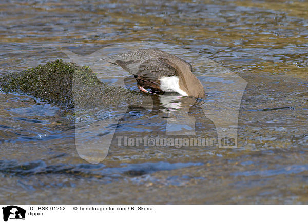 Wasseramsel / dipper / BSK-01252