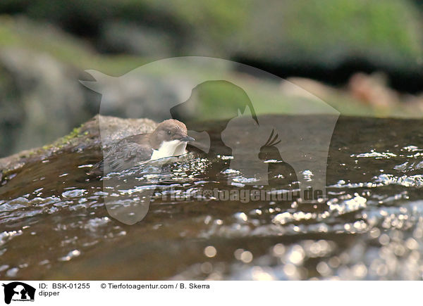 Wasseramsel / dipper / BSK-01255