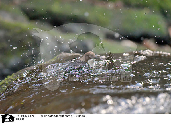 Wasseramsel / dipper / BSK-01260