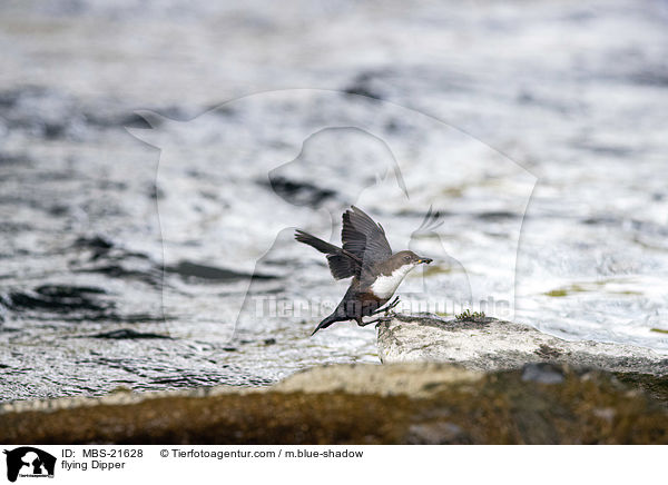 fliegende Wasseramsel / flying Dipper / MBS-21628