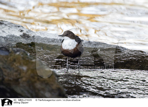 sitzende Wasseramsel / sitting Dipper / MBS-21635