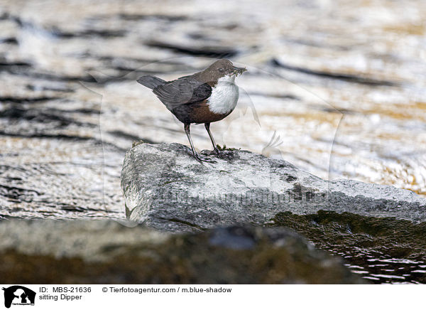 sitzende Wasseramsel / sitting Dipper / MBS-21636