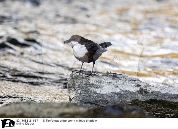 sitzende Wasseramsel / sitting Dipper / MBS-21637