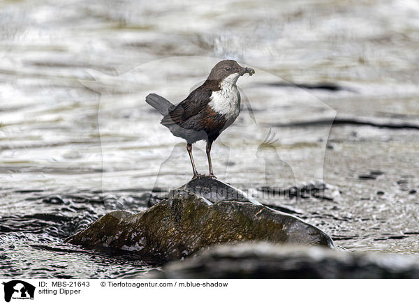 sitzende Wasseramsel / sitting Dipper / MBS-21643