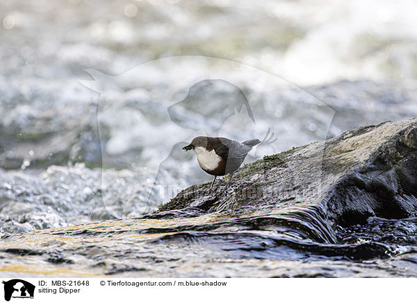 sitzende Wasseramsel / sitting Dipper / MBS-21648