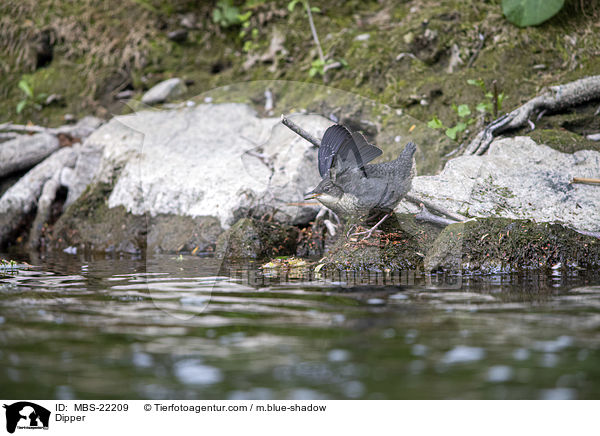 Wasseramsel / Dipper / MBS-22209