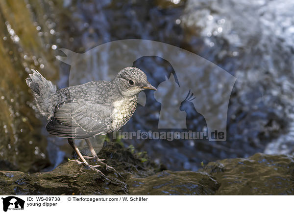 junge Wasseramsel / young dipper / WS-09738