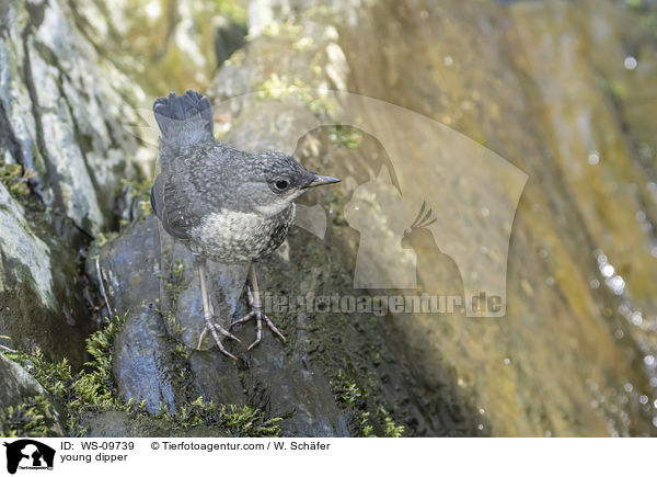 junge Wasseramsel / young dipper / WS-09739