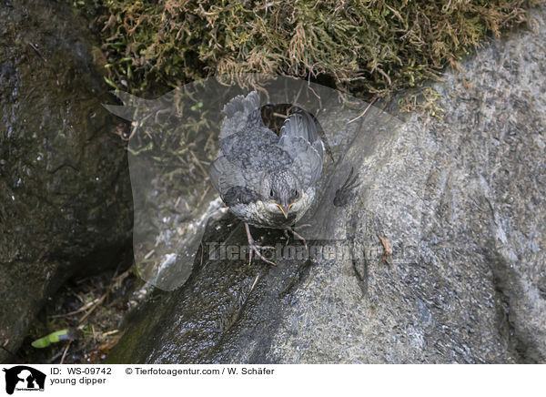 junge Wasseramsel / young dipper / WS-09742
