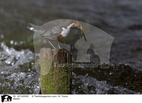 Wasseramsel / dipper / AT-02509