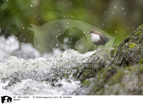 Wasseramsel / dipper / WS-10922