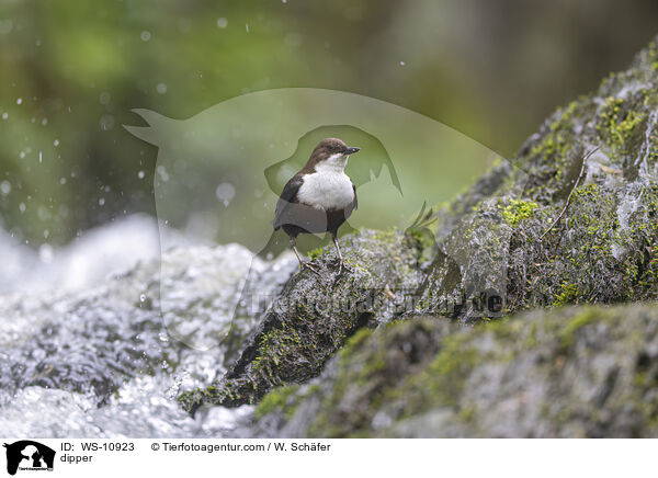 Wasseramsel / dipper / WS-10923