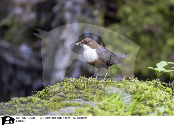 Wasseramsel / dipper / WS-10928