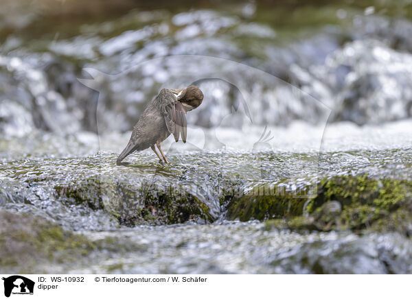 Wasseramsel / dipper / WS-10932