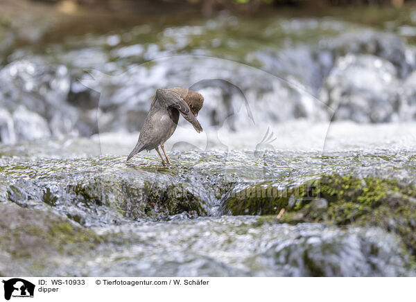 Wasseramsel / dipper / WS-10933