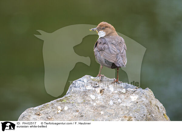 Wasseramsel / eurasian white-bellied / FH-02517