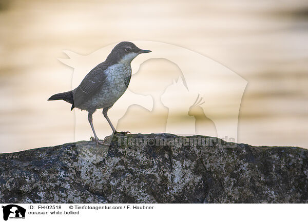 Wasseramsel / eurasian white-bellied / FH-02518