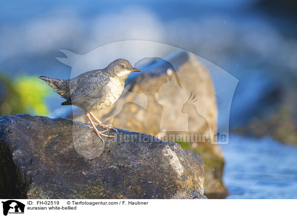 Wasseramsel / eurasian white-bellied / FH-02519