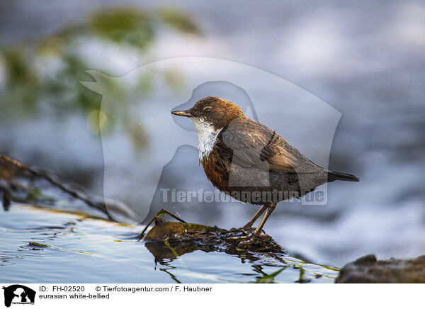 Wasseramsel / eurasian white-bellied / FH-02520