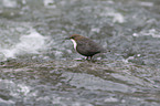 dipper