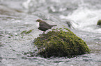 dipper