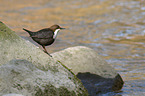 dipper