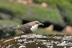 dipper