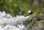 dipper