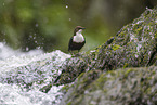 dipper