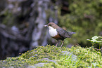 dipper