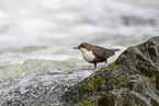 dipper