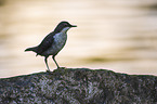 eurasian white-bellied