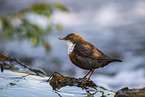 eurasian white-bellied