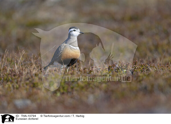 Mornellregenpfeifer / Eurasian dotterel / THA-10794