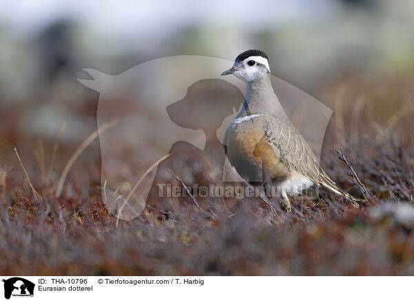 Eurasian dotterel / THA-10796