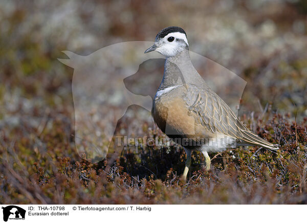 Mornellregenpfeifer / Eurasian dotterel / THA-10798