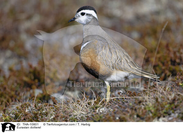 Mornellregenpfeifer / Eurasian dotterel / THA-10801