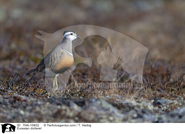 Mornellregenpfeifer / Eurasian dotterel / THA-10802