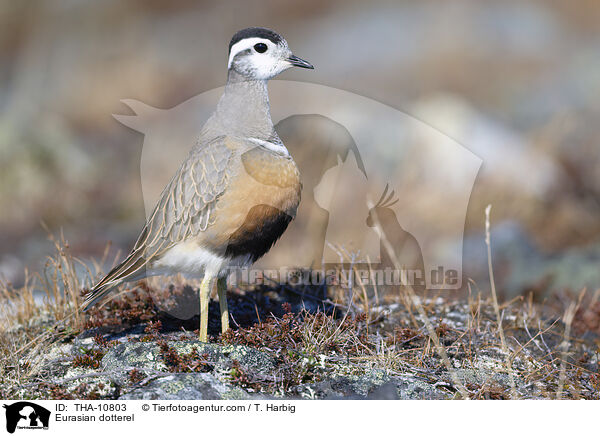 Mornellregenpfeifer / Eurasian dotterel / THA-10803