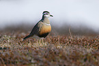 Eurasian dotterel