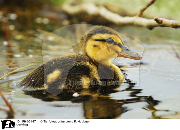 Entenkken / duckling / FH-02447