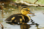 duckling