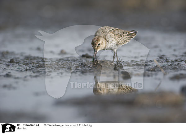 Alpenstrandlufer / dunlin / THA-04094