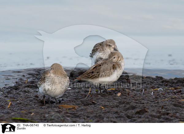 Alpenstrandlufer / Dunlin / THA-06740