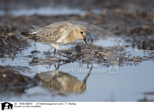 Dunlin on the mudflats / THA-08854