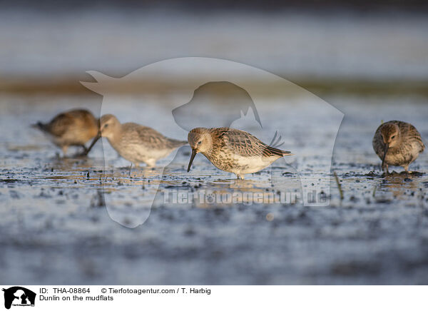 Dunlin on the mudflats / THA-08864