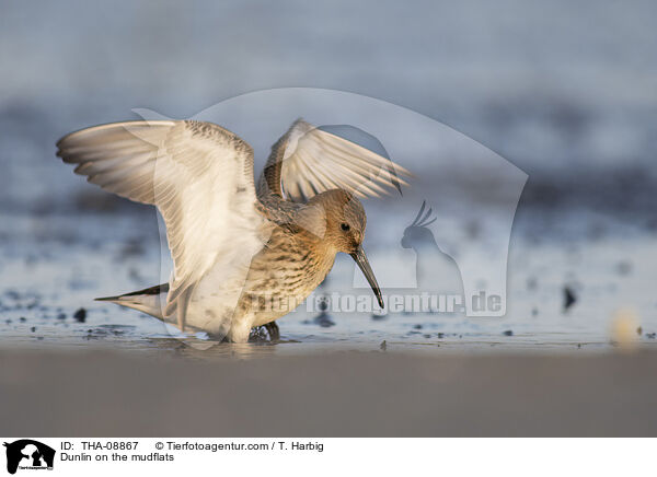 Dunlin on the mudflats / THA-08867