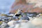 dunlin