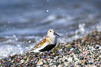 dunlin